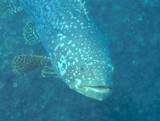http://www.hku.hk/ecology/porcupine/por29gif/giant-grouper.jpg