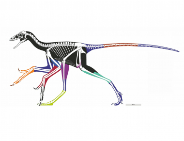 圖一：利用激光誘導螢光技術重塑的近鳥龍身體輪廓（一種帶羽毛，類似鳥類的恐龍）。著了色的部分代表不同的標本；黑色部分是利用可信度相對低的數據估計的。這是古生物學家首次準確重塑和鳥類相近的恐龍的身體輪廓。圖片提供：Wang X L, Pittman M等（2017）