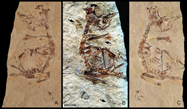 圖二：在約一億二千五百年前的初生雀鳥化石中發現羽毛，顯示牠出生時能自行活動。來自西班牙Los Hoyas的標本MPCM-LH-26189由兩塊石板組成：(甲)白光下的副模 （乙）結合了正副岩石模的激光誘導螢光（LSF）技術結果。這顯示標本周圍的啡色部分包含了羽毛，它們散落在頸和翼，而在左邊翼有一條特別長的羽毛。（丙）白光下的正模。比例尺是5mm。圖片提供: Kaye et al. 2019