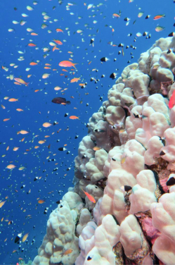 A coral bommie filled with a variety of coral reef fish species with differential effects with increased sea temperatures during marine heatwaves. 
