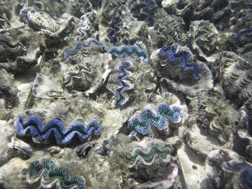 圖7. 於法屬玻里尼西亞茉莉亞島海底底棲生物群的長硨磲蛤(相片鳴謝: Isis Guibert博士)