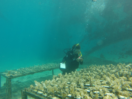 圖8. Isis Guibert博士正在茉莉亞島海底底棲生物群檢查生長情況不良的珊瑚 (相片鳴謝: Guillaume Le Port)