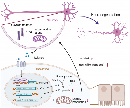 Figure 1. Interorgan communication between neurons and intestine in C. elegans PD model. Mitochondrial stress in neurons caused by a-syn aggregation induces the secretion of signalling molecules (mitokines) that activate mitochondrial unfolded protein response (mitoUPR) and inhibit propionate production in the intestine. Reduced abundance of propionate downregulates metabolic genes, leading to deficits in energy production. Intestinal energy failure exacerbates neurodegeneration by reducing the release of lactate and insulin-like peptides. Image adapted from respective journal paper.
 