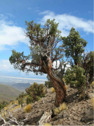 Ancient trees, such as Polylepis tarapacana in the South American Altiplano (above), grow in rocky soils and are sensitive to climate anomalies associated with large-scale climate patterns given by the El Niño. Reading the rings of this and thousands of other trees on the Pacific Rim, this new research finds that recent El Niño behavior is at the highest activity for the past 700 years, possibly a response to ongoing global warming (Image credit: Duncan Christie). 