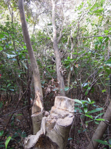  Incense tree illegally chopped (Photo by Dr. Billy C.H. Hau)