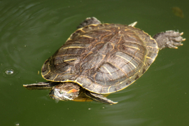  香港常見的紅耳龜，又名巴西龜，屬入侵性物種 (Dr. Andrew Cornish 提供照片)