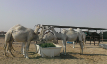 A research team of School of Public Health, Li Ka Shing Faculty of Medicine, HKU, in collaboration with international research teams from Egypt and USA, has found Middle East respiratory syndrome coronavirus (MERS-CoV) in dromedary camels in Egypt is almost identical to those found in human cases, which means dromedary camels can be a potential source of human infection. 