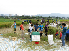 4.  在塱原濕地種植稻米