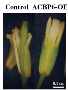 過量表達ACBP6 的植株花朵在冷凍處理後依然顯示完整花瓣（右），而對照組花朵（左）在冷凍處理後花瓣已被嚴重破壞。