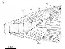 Figure 2: Line drawing showing the specimen’s tail anatomy. specimen’s tail anatomy. Abbreviations: ep, epural; h1-6, hypurals 1-6; hsp2-5, haemal spines on preural centrum 2-5; nsp1-5, neural spines on preural centrum 1-5; nspu1, neural spine on u1; ph, parhypural; pr.r, procurrent rays; pu1, preural 1; u1, u2, ural centra 1 and 2; un, uroneurals; (Image courtesy of Tse et al. 2015) .  