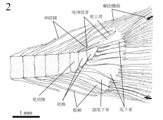 圖2：標記尾部的線圖(由謝子旗、文嘉棋、張彌曼提供)