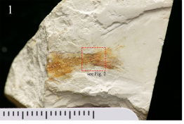 Figure 1: Hong Kong’s first dinosaur-era fish - a specimen of the Chinese osteoglossoid osteoglossomorph fish Paralycoptera
