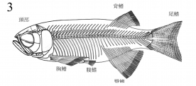 圖3：副狼鰭魚的骨骼復原圖 (由張彌曼教授提供)