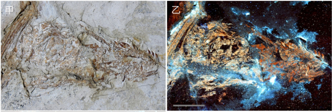 小盜龍（一種能滑翔的肉食性恐龍）的頭骨化石（IVPP V13320）：合成化石?。甲，白光下顯示出骨頭上細微的顏色差異（遠端較深色，近端較淺色）。 乙，激光刺激螢光下的影像，有跟白光下相同的顏色分佈（見甲），代表化石由不同的礦物組成。這表示此化石應為合成化石。然而，卻不能排除顏色差異由不同的沉積環境造成，最後演變成此化石（機會不大）。比例尺 ─ 1厘米。