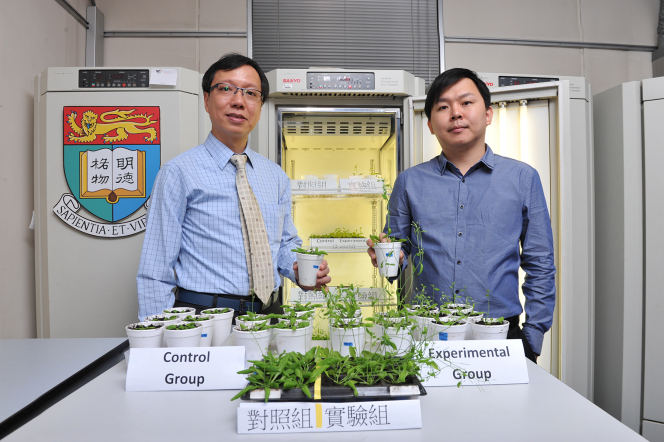 生物科學學院副教授林文量博士(左)及其學生劉益松博士，在模式植物擬南芥研發出能促進植物生長速度，並提升種子產量達百分之38至57的新技術。