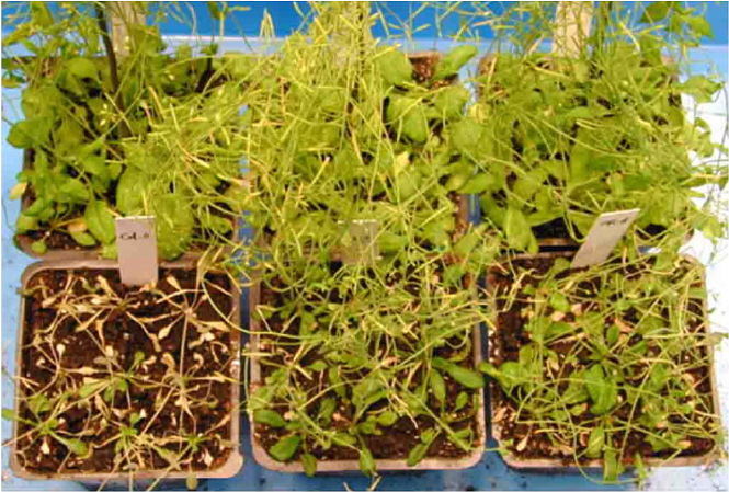 香港大學的科學家發現一種能幫助植物對抗全球變暖的耐旱基因