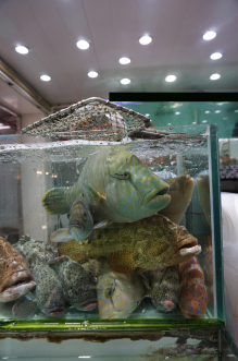 Juvenile and subadult Humphead wrasse on retail sale in Hong Kong. (Source of photo: Professor Yvonne Sadovy of School of Biological Sciences, HKU)