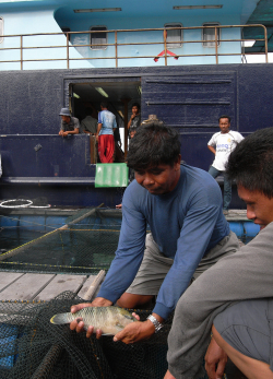 攝於印尼西部。印尼漁商正準備將一條年幼蘇眉運送至一艘香港註冊漁船作販賣之用。
