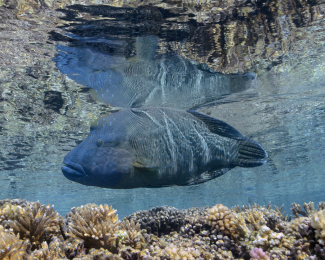 1.	Adult male Humphead wrasse looking for food in a shallow Pacific reef ; this 120 cm individual is probably about 30 years old
