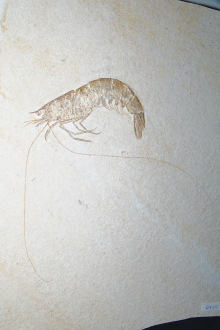 Exceptionally preserved Jurassic shrimp Antrimpos speciosus, Upper Jurassic, Eichstaett, Germany (Plate size 37x27cm)