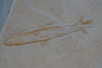 Squid Plesioteuthis Prisca, Upper Jurassic, Eichstaett, Germany (Plate size 40x41 cm)