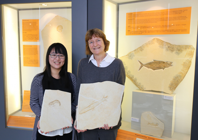香港大學許士芬地質博物館館長河北塔博士(右)及助理館長張敏青博士，展示侏羅紀魷魚及對蝦化石。