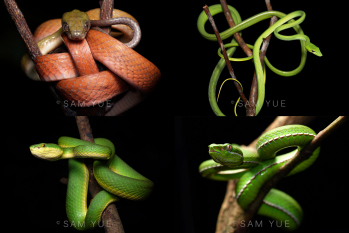 HKU PhD student wins silver in renowned international photo competition with his stunning capture of snake portraits