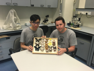 Toby Tsang Pak-nok (left) and Dr Timothy Bonebrake  display some of the butterflies that can be found in  Hong Kong’s urban environment.