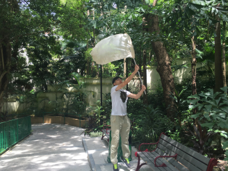Toby’s earlier attempts to catch a Papilio species  flying through a Hong Kong urban park (right).