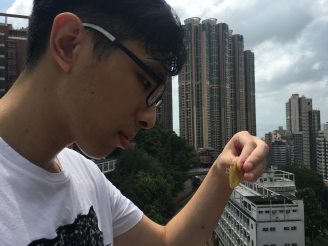 Toby Tsang, a PhD student at HKU School of Biological Sciences, identifies a butterfly.