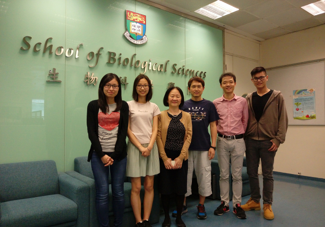 Dr. Tan-Un and her her research team ( from left): Dr. Law Pui-pik (co-author of paper, former HKU-Imperial  College London Joint PhD student), Dr. So Mei-yu, Dr. Tan-Un  Kian Cheng (correspondent and lead author of paper), Chan Siu-kei (lab technician), Dr. Tian Zhipeng (co-author of paper) and Dr. Tam Kin-tung (first author of the paper).