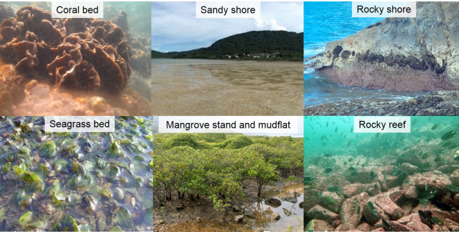 Figure 4  Snapshots of the diverse marine ecological habitats in Hong Kong (Photo credits: Prof Gray Williams, Dr Calton Law and Dr Cynthia Yau)