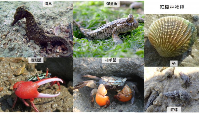 圖六 不同的生態環境為不同的生物提供棲息地(相片提供: Stefano Cannicci博士、羅瑞懷博士、吳潘東博士及邱倩婷博士)