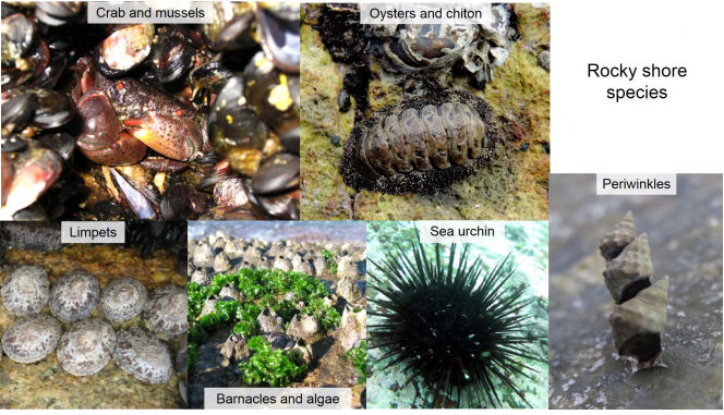 Figure 5 Different ecological habitats host different ranges of species (Photo credits: Prof Gray Williams and Dr Terence Ng)