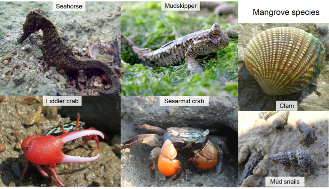 Figure 6 Different ecological habitats host different ranges of species (Photo credits: Dr Stefano Cannicci, Dr Calton Law, Dr Terence Ng and Dr Cynthia Yau)