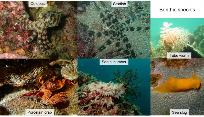 Figure 7 Different ecological habitats host different ranges of species (Photo credits: Dr Qiu Jianwen and Mr Gomen See)
