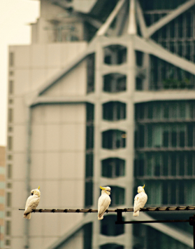 Yellow-crested Cockatoos in HK