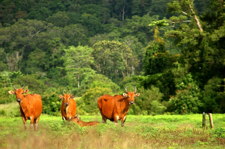 Banteng, Endangered