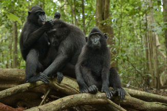 Celebes Crested Macaque, Critically Endangered