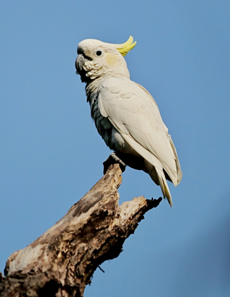 Yellow-Crested Cockatoo in HK