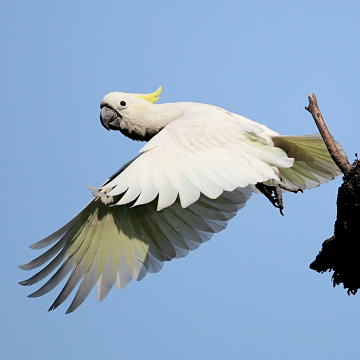 Yellow-crested Cockatoo in HK