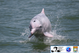 Chinese white dolphin.  Photo credit: Stephen Chan, Cetacean Ecology Lab, SWIMS, HKU.   
