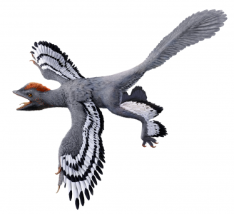 圖四：近鳥龍的復原圖（一種帶羽毛，類似鳥類的恐龍）。根據激光誘導熒光技術（LSF）揭示的新資訊修改過的復原圖。圖片提供： Julius T Csotonyi （2017）