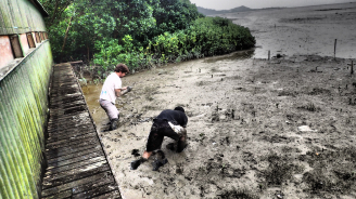 Dr. Stefano Cannicci (left) and his PhD student Pedro Juliao Jimenez collecing tiny mud crabs in front of of Mai Po mangrove forests.