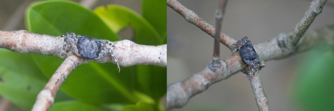 相片1a及1b 一隻成年雄性汀角攀樹蟹(Haberma tingkok)在紅樹秋茄的樹枝上。值得留意的是: 牠用長腿抓住了樹枝。  (相片來源: 香港大學  太古海洋科學研究所 紅樹林生態與進化實驗室)