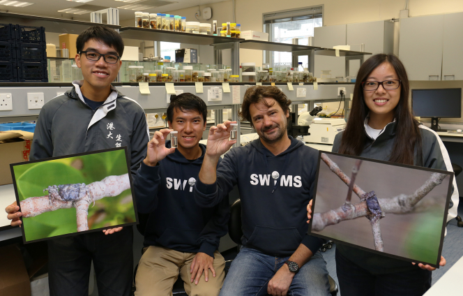 (from left): Year 4 undergraduate student Mr Steven Wong Ho-tin,  School of Biological Sciences Associate Professor Dr Stefano Cannicci, Dr Kevin Ho King-yan from SWIMS and Research Assistant Miss Cherry Cheung Cheuk-yiu. Stefano and Kevin display the male and female specimens of Haberma tingkok respectively. 