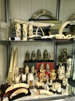 Hippo teeth products for sale in an ivory shop in Sheung Wan, HK (photo credit: Alexandra Andersson)