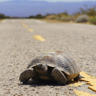 Solar energy developments and associated transmission lines and access roads could imperil threatened species including the Mojave Desert Tortoise (Gopherus agassizii). Credit: Dakota Gale