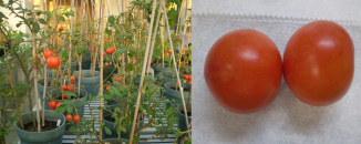 There were no differences in the appearance and size of the transformed tomato fruits.