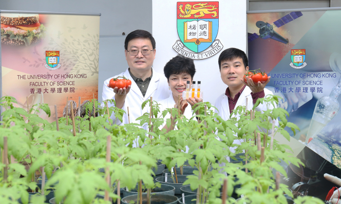蔡美蓮教授(中)率領研究團隊，成功透過遺傳工程提升番茄抗氧化功效。左王明福博士，右為廖攀博士。